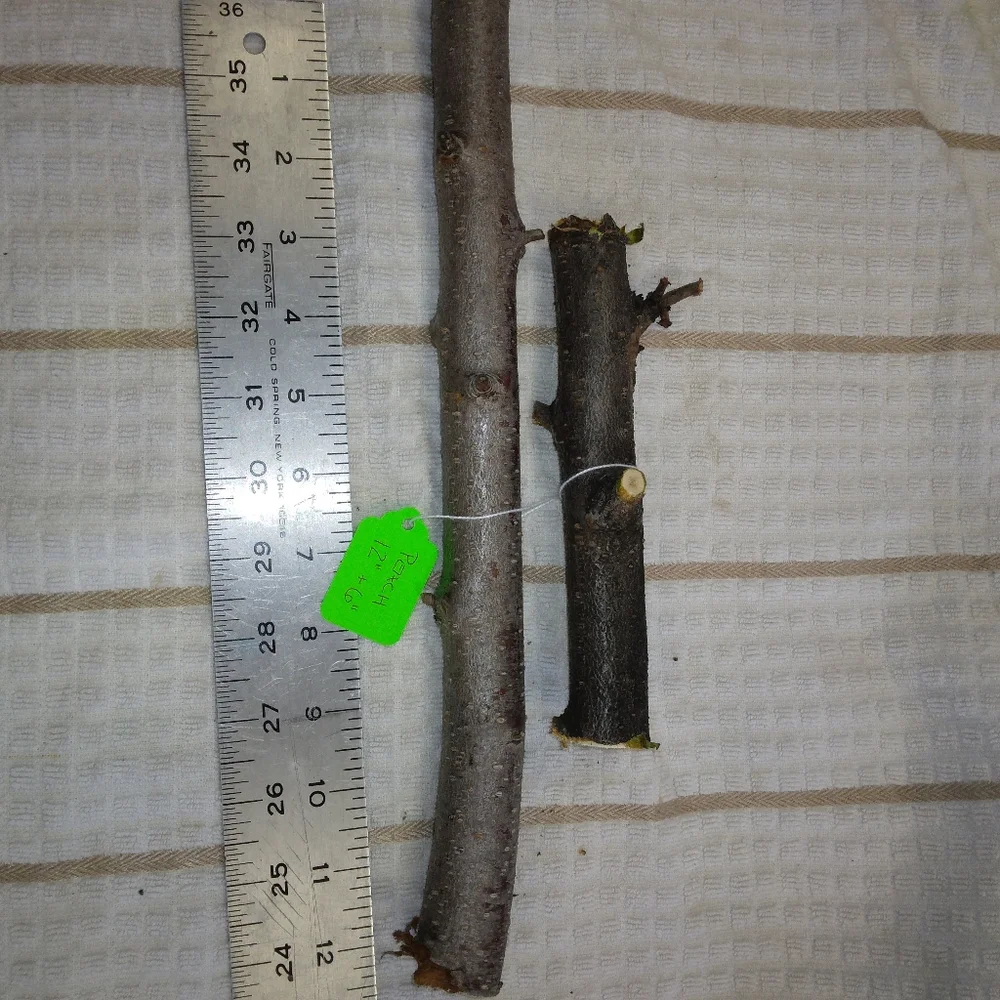 Peach Tree Branches for Crafting Isopods Reptiles Terarrium Jararrium Vivarium
